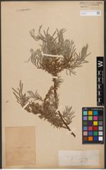 Foto von Salix wilhelmsiana M. Bieb.
